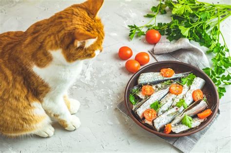 Sardines for cats. Things To Know About Sardines for cats. 